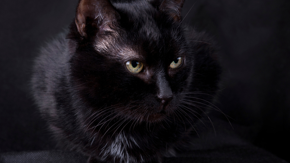 Kedilerin gözleri karanlıkta neden parlar?