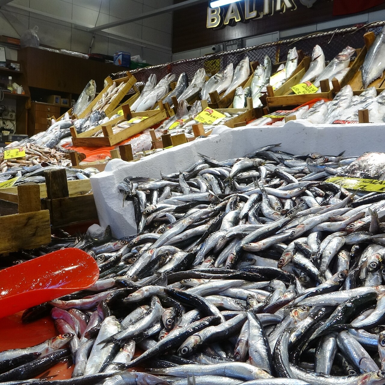 Kasımın en lezzetli balıkları hangileri?