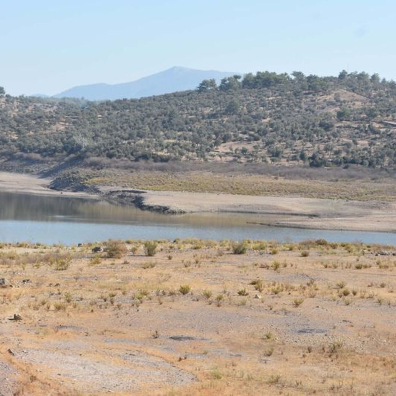 Uzmanından Bodrum'a kötü haber: 2'si de kurudu