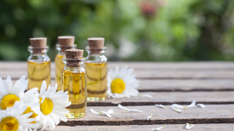 Papatya yağı nedir, ne işe yarar?