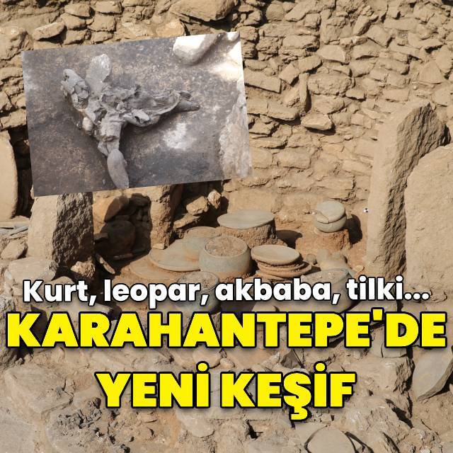 Kurt, leopar, akbaba, tilki... Karahantepe'de yeni keşif!