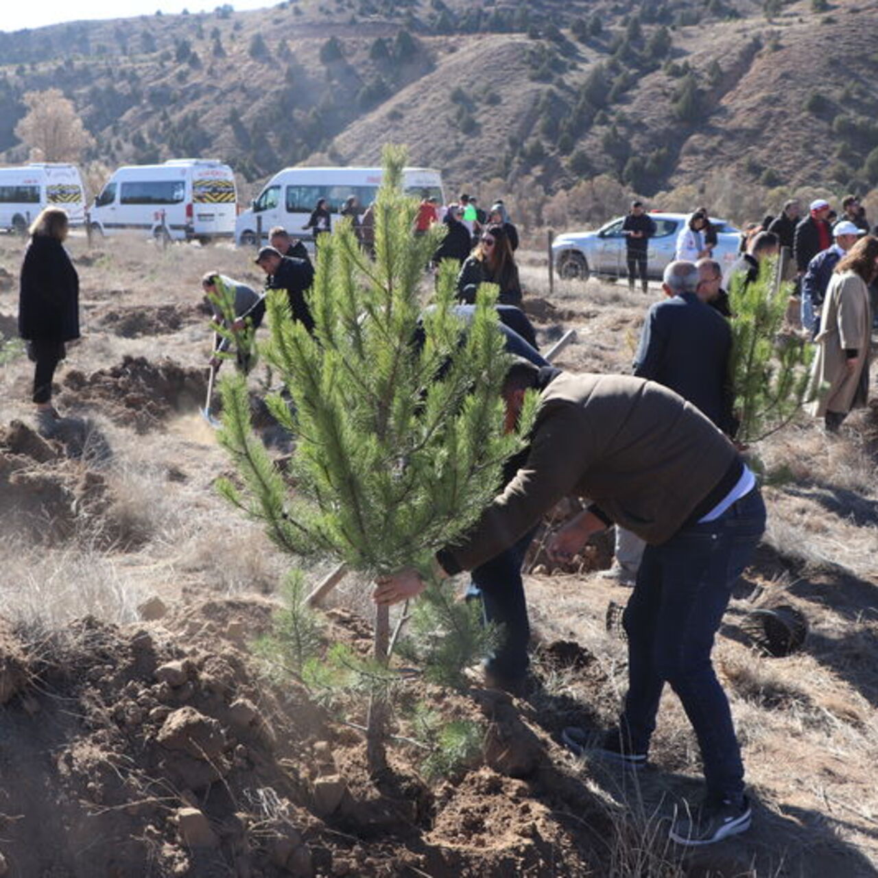 Şarkışla'da 2 bin fidan dikildi