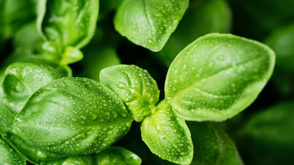 Reyhan bitkisi nedir, nelere iyi gelir?