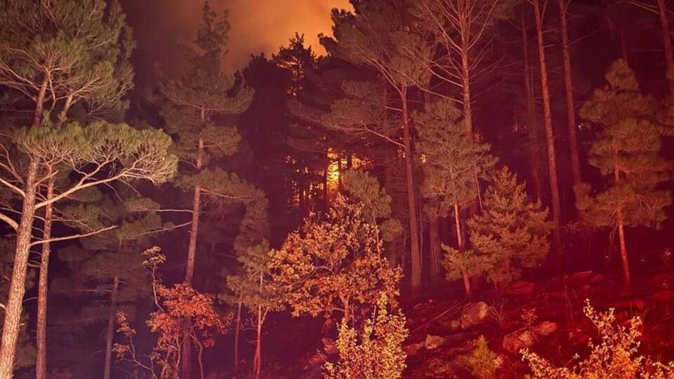 Adana'da orman yangını kontrol altında