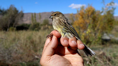 Yüzlerce kilometre göç etmek yerine buraya gidiyorlar!