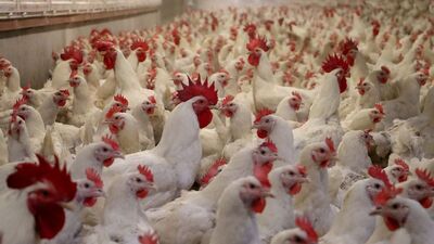 Kuş gribi insanlar için riskli mi?