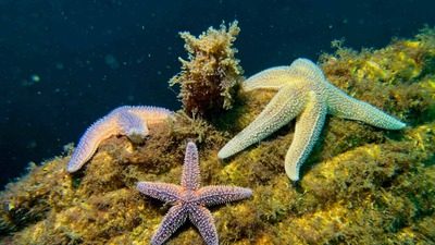 Yapay Resifler 33 farklı deniz canlısına yuva oldu