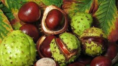 At kestanesi nedir, faydaları neler?