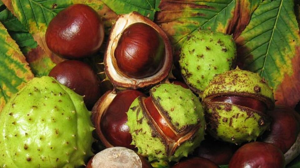 At kestanesi nedir, faydaları neler?