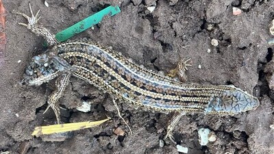 Görenleri şaşırtan çift başlı kertenkele