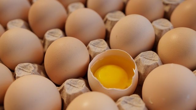 Yumurta neden kırıldı?