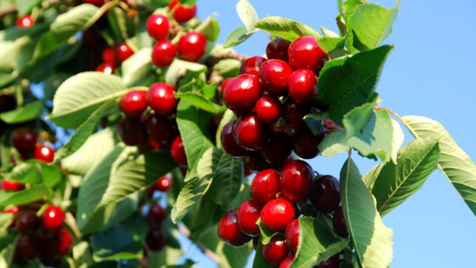 Vişnenin mucizevi faydaları