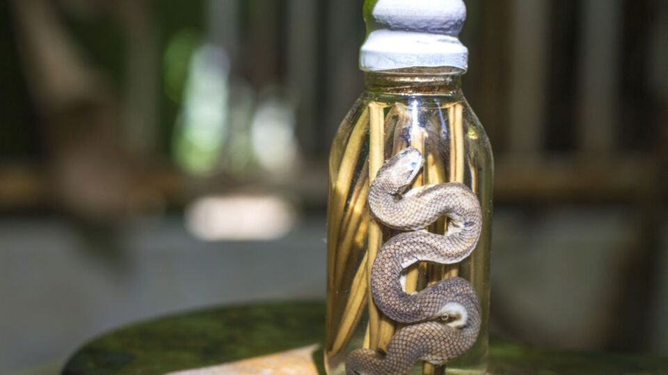 Yılan yağı nedir, nasıl kullanılır?