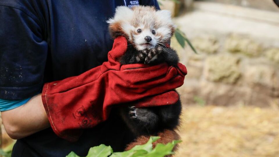 Havai fişekten korkan 'kırmızı panda' yavrusundan üzen haber