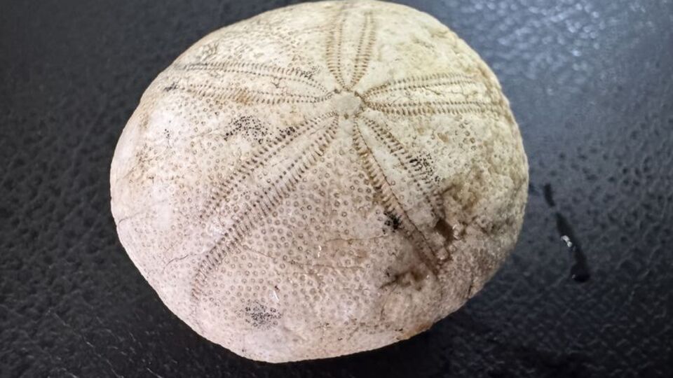 Adıyaman'da öğretmen buldu! 85 milyon yaşında