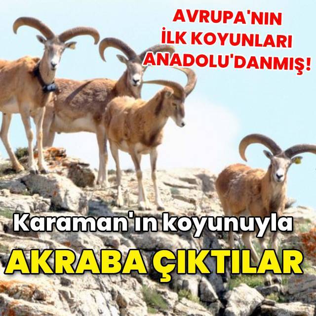 Koyunun Anadolu'da evcilleştirildiğini gösteren çalışma