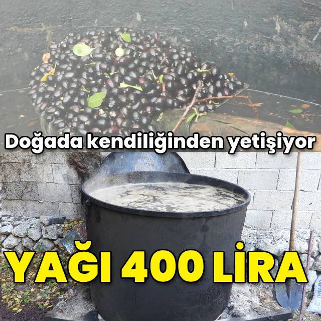 Doğada kendiliğinden yetişiyor... Yağı 400 lira!