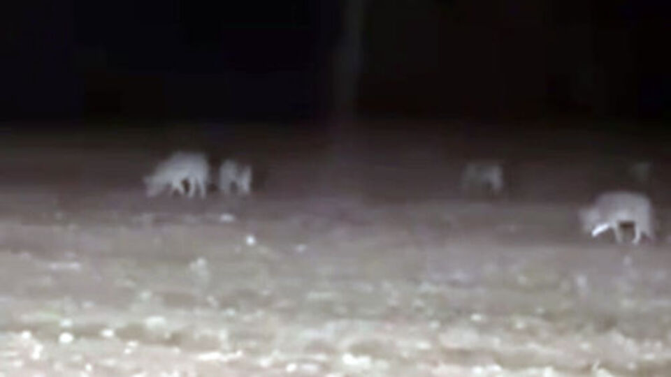 Kurt sürüsü traktörün etrafını sardı