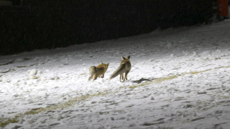 Palandöken'de tilkilerin kar eğlencesi görüntülendi