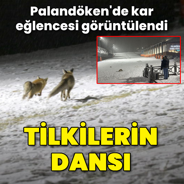 Palandöken'de tilkilerin kar eğlencesi görüntülendi