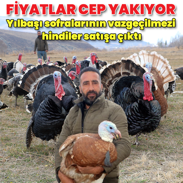 Yılbaşı hindileri satışa çıktı: Fiyatı kaç lira olacak?