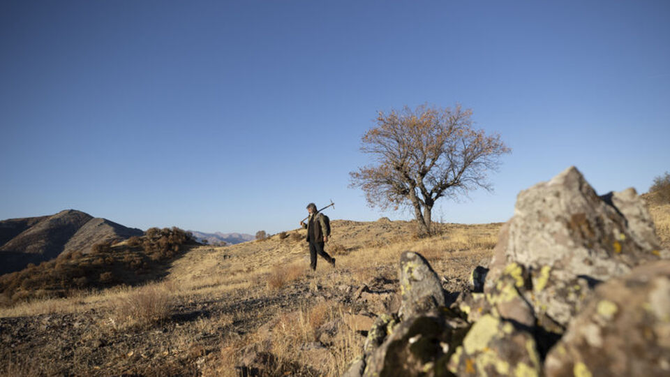 Kıraç toprakları meşe palamuduyla buluşturuyor
