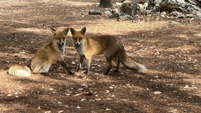 Termessos'un sevimli sakinleri