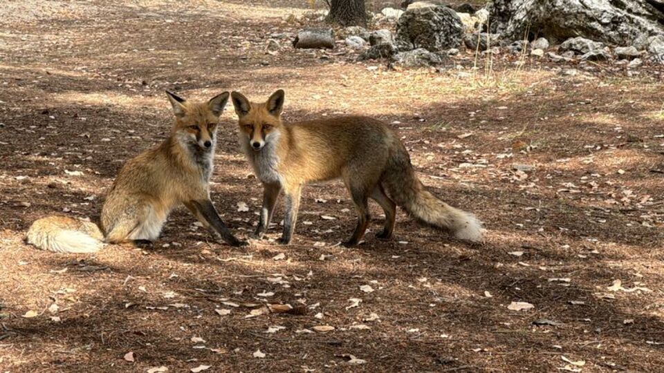 Termessos'un sevimli sakinleri