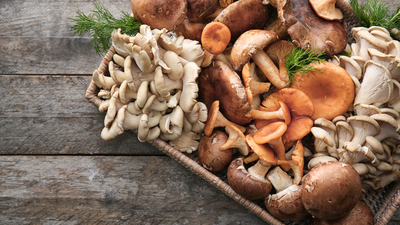 Sofra dostu olan mantarlar hangileri?