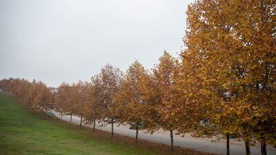 1 milyar ağaç dikecekler