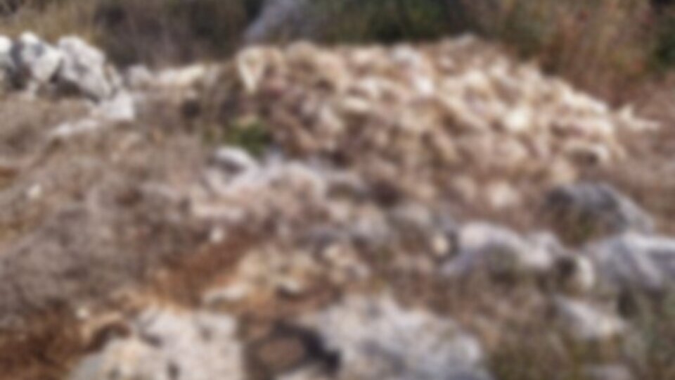 Boş arazide yüzlerce ölü tavuk bulundu