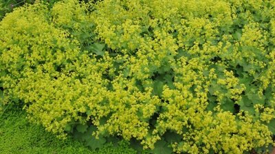 Aslan pençesi bitkisi faydaları