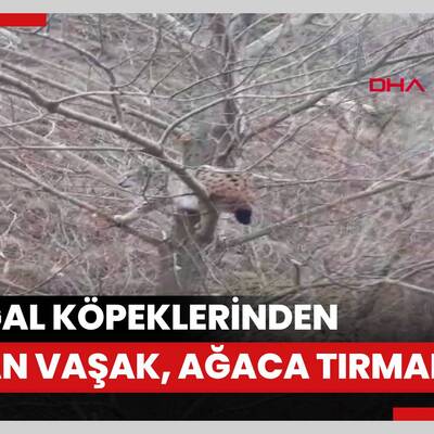 Kangal köpeklerinden kaçan vaşak, ağaca tırmandı.