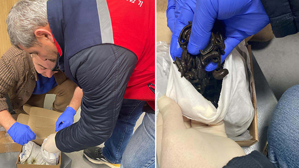 Rus yolcuların valizinden çıktı