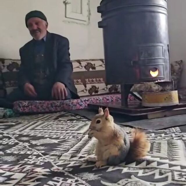 Bahçesaray'ın sevimli sincabı ilgi odağı oldu