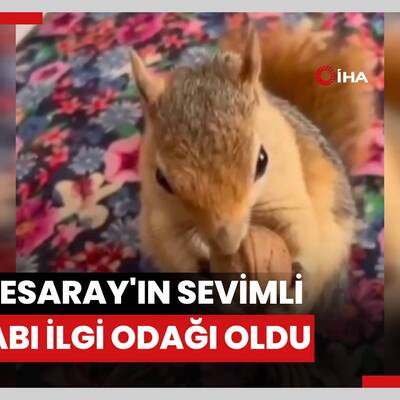 Bahçesaray'ın sevimli sincabı ilgi odağı oldu