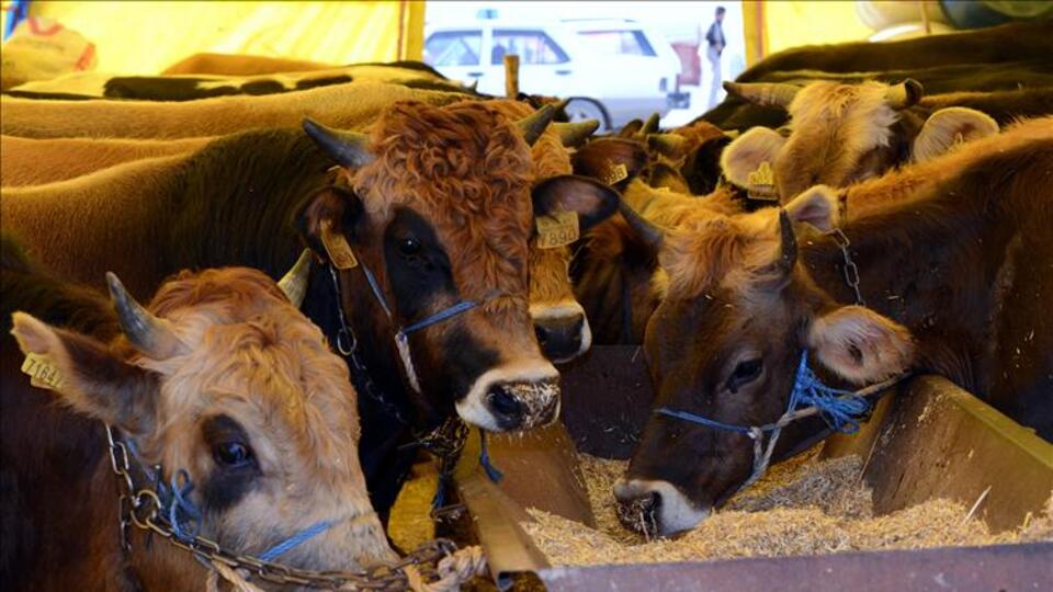 14 yılda 6 milyon büyükbaş hayvan ithal edildi
