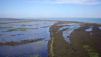 Kızılırmak Deltası'ndaki istilacı türler araştırılıyor