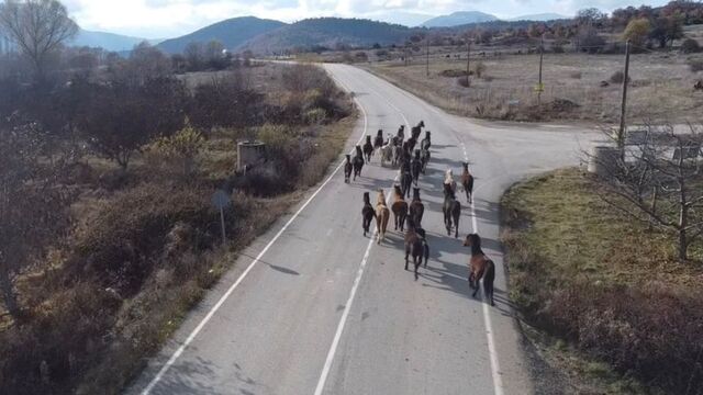 Yılkı atları dronla görüntülendi