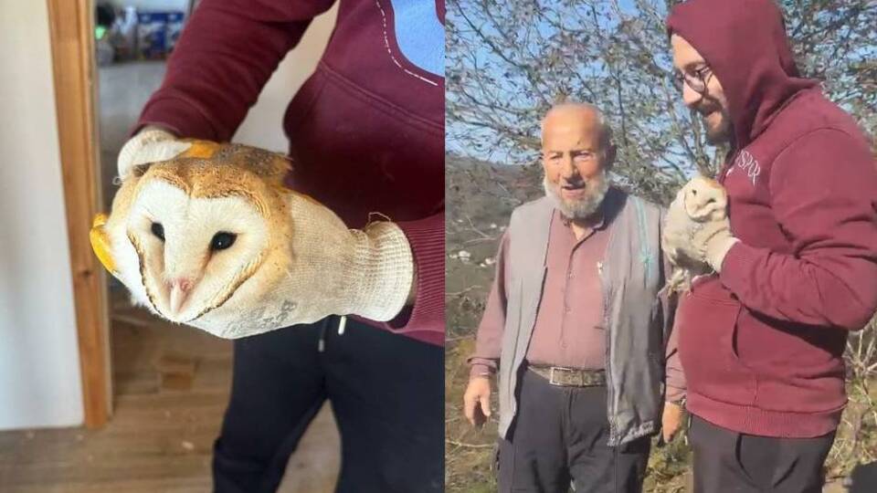 Eve giren baykuşu besledi, öperek doğaya saldı
