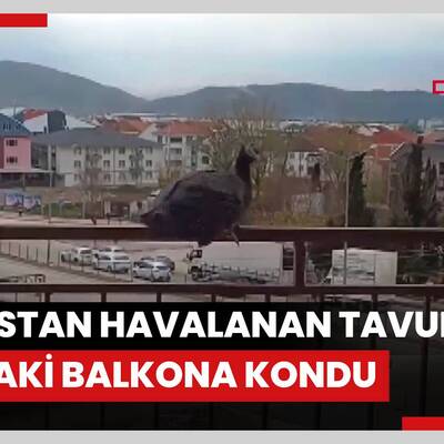 Lodostan havalanan tavuk 4. kattaki balkona kondu