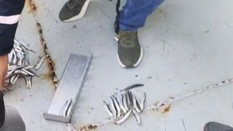 Sinop'ta 40 ton hamsiye el konuldu