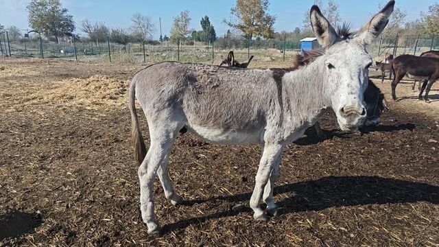Ölüme terk edilmişti! Artık yürüyor