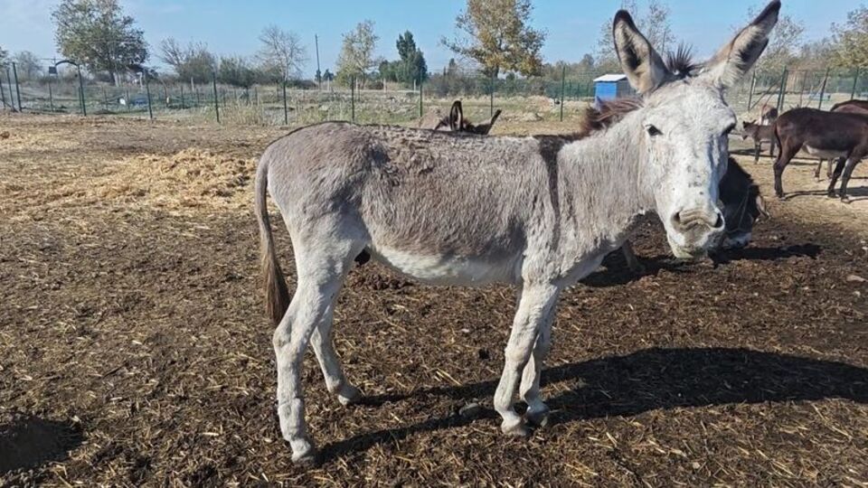 Ölüme terk edilmişti! Artık yürüyor