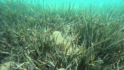 Denizin akciğerleri yok oluyor!