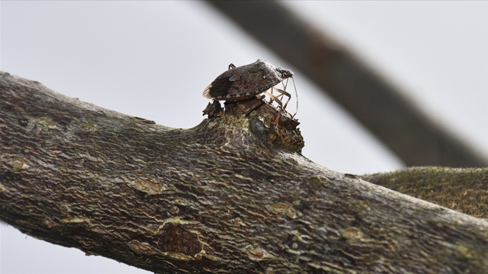 TZOB'dan üreticiler için destek talebi