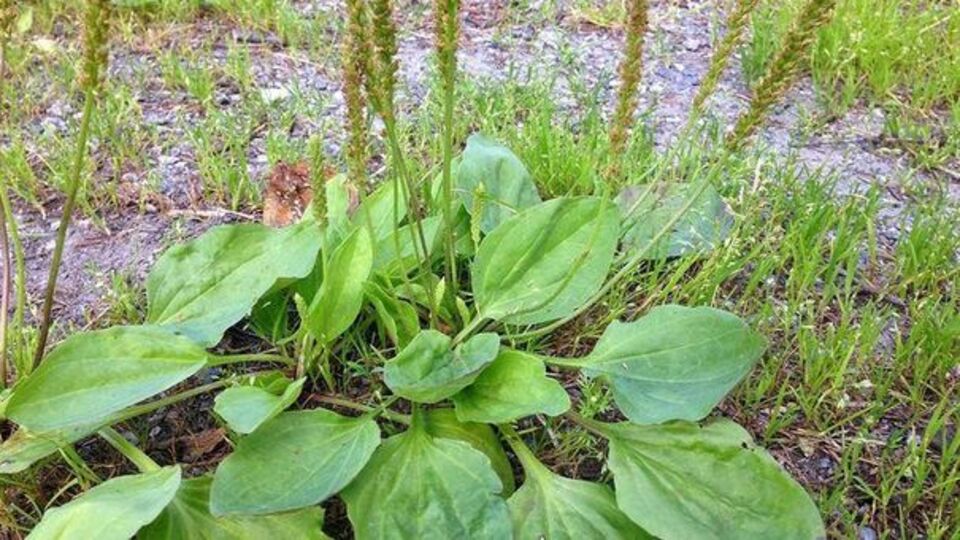 Sinir otu nedir, ne işe yarar?