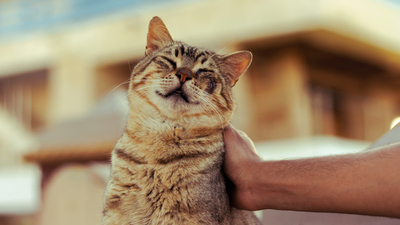 Kedilerin deve ve zürafalar ile ortak noktası ne?