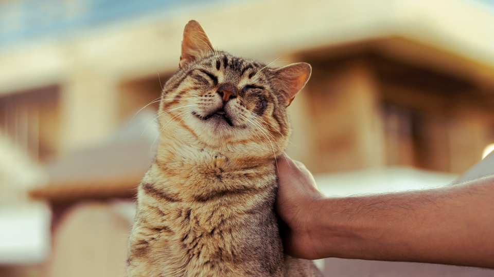 Kedilerin deve ve zürafalar ile ortak noktası ne?