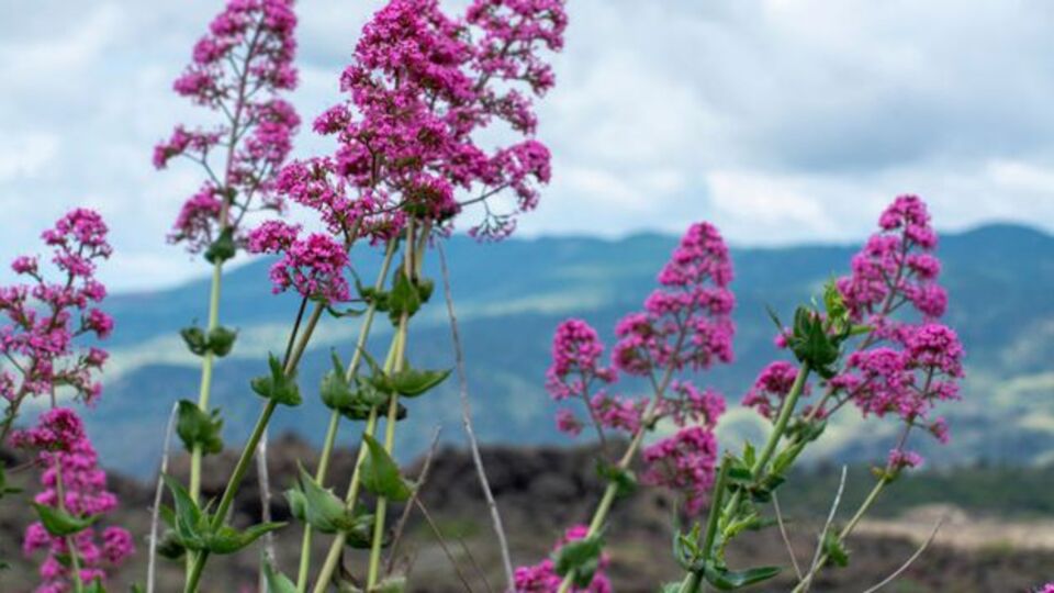 Kedi otu faydaları ve zararları